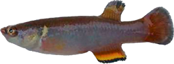 RBU -  Millerichthys robustus