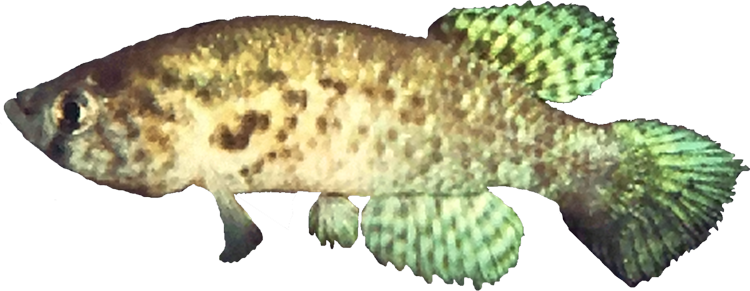 Austrofundulus rupununi