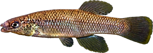 Fundulus rathbuni