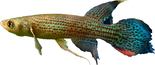 Trigonectes rubromarginatus