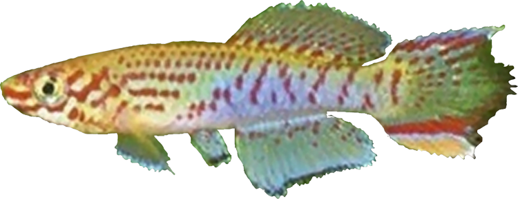 Fundulopanchax rubrolabiale 