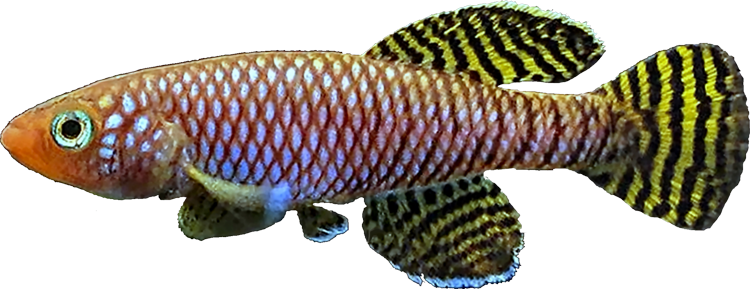 Nothobranchius ruudwildekampi