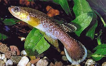 Rivulus (Cynodonichthys) siegfriedi
