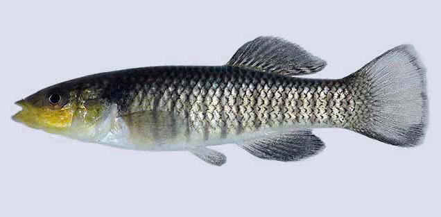 Fundulus similis