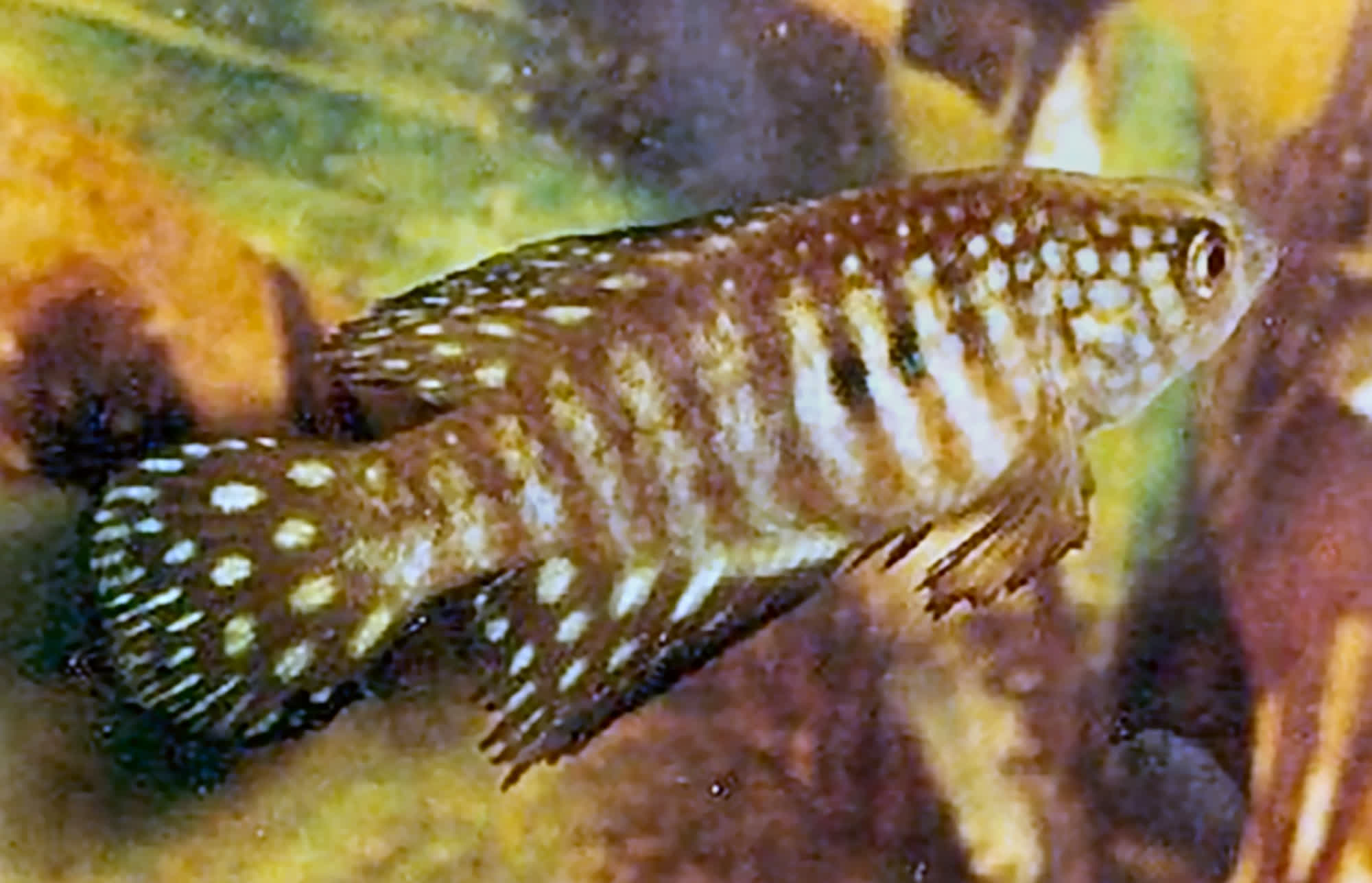 Simpsonichthys (Hypsolebias) similis