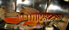 02-0-Copr_2011_Lotsoffisht.jpg