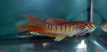 2nd -  Niger Delta Thornton; 93 pts