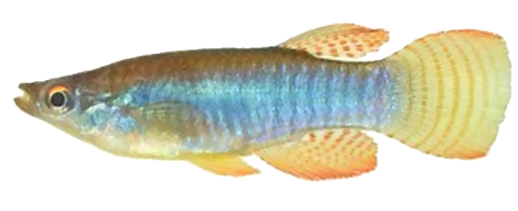 Aplocheilichthys spilauchen