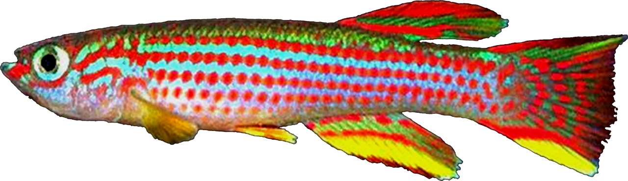 Aphyosemion striatum