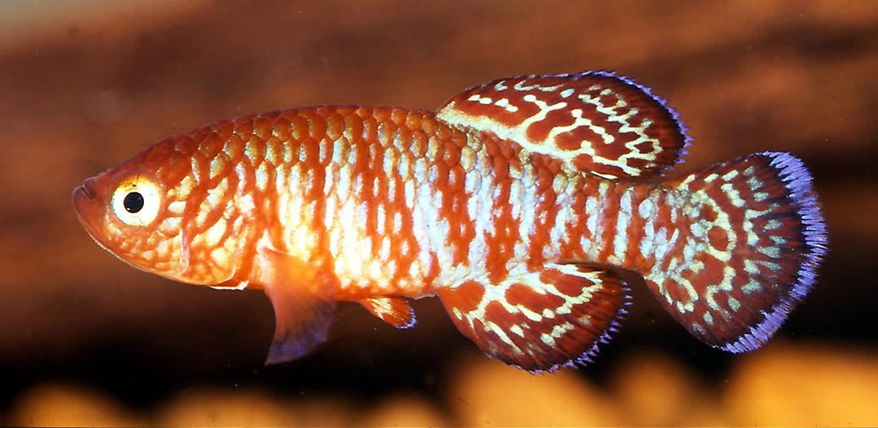 Nothobranchius symoensi