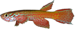 00-1-Copr_2026-Aqbid_Grard31270t.png