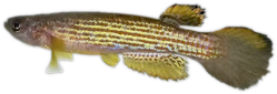 00-0-Copr-2020-Alberto_Reist.png