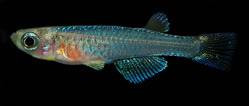 00-0-Copr_2020_A_Bornstein-Juvenile_Malet.jpg