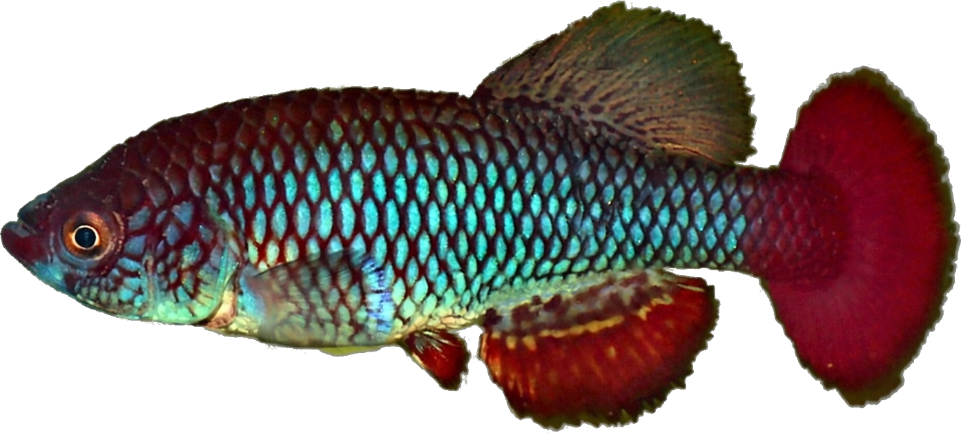 USA - Nothobranchius usanguensis