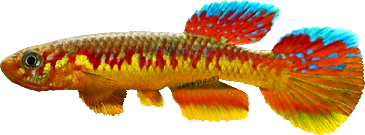 Aphyosemion  wachtersi 'rpc19'