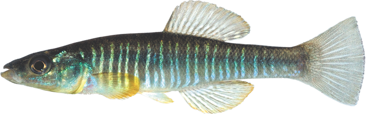 Fundulus waccamensis