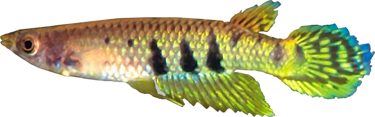 Aplocheilus dayi werneri