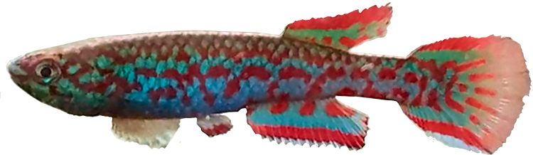 Scriptaphyosemion wieseae