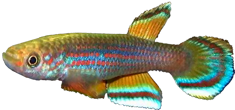 Aphyosemion celiae winifredae