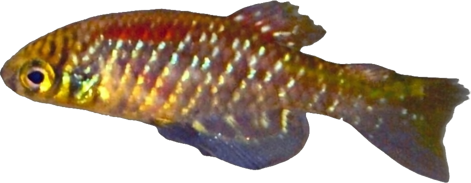 Plesiolebias xavantei