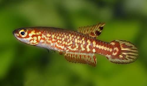 Leptopanchax aureoguttatus