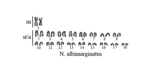 karyotype