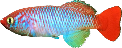 Nothobranchius Albertinensis