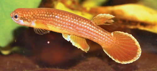 Rivulus (Laimosemion) anitae 
