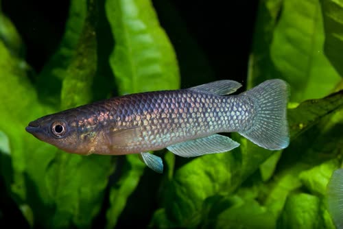 Pachypanchax arnoulti