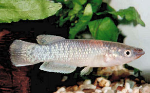 Pachypanchax arnoulti