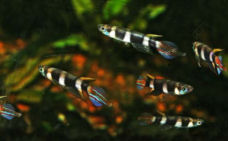 fwkillifish1247380809t.jpg