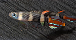 Epiplatys annulatus : Kasawe