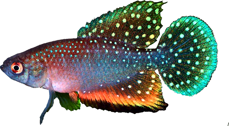 Hypsolebias antenori