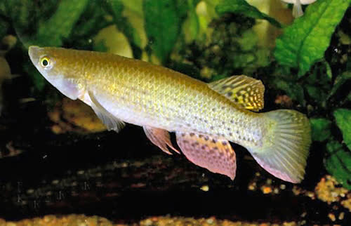 Trigonectes aplocheiloides