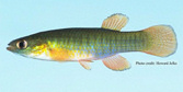 Fundulus_auroguttatust.jpg