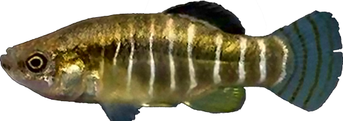 Anatolichthys anatoliae anatoliae