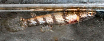 Rivulus atratus