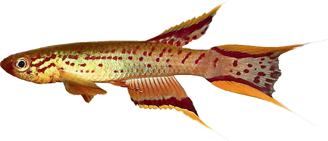 Aphyosemion australe (gold)