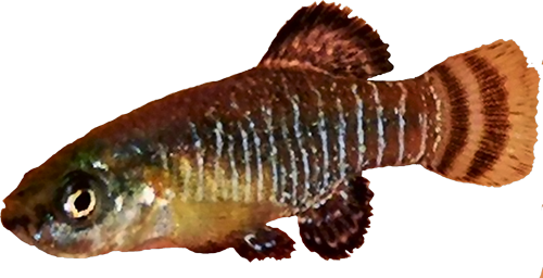 Apricaphanius baeticus