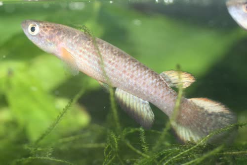 Rivulus bahianus