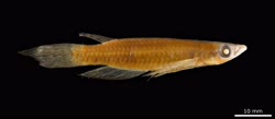 holotype -  