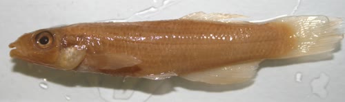 Fundulus bifax