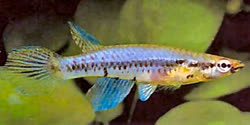 epiplatysbiafranus6adt.jpg