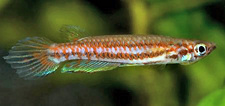 Epiplatys_bifasciatust.jpg