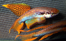 fwkillifish1057456859.jpg