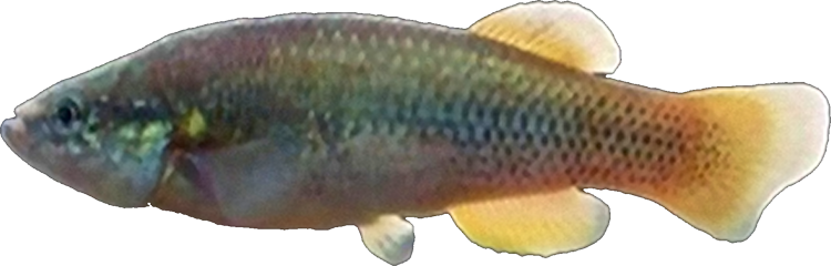 Profundulus balsanus