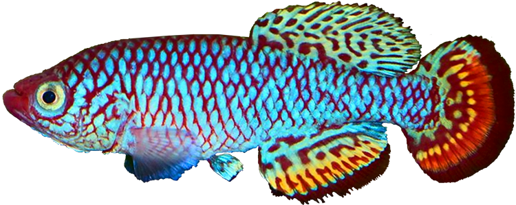 Nothobranchius boklundi