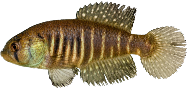 Austrolebias botocudo