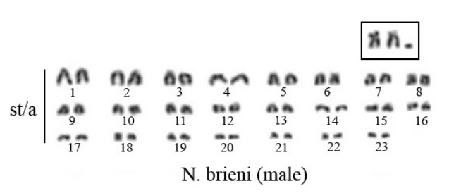 karyotype