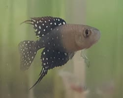 00-0-Copr_2020-Killifish_Singaporet.jpg